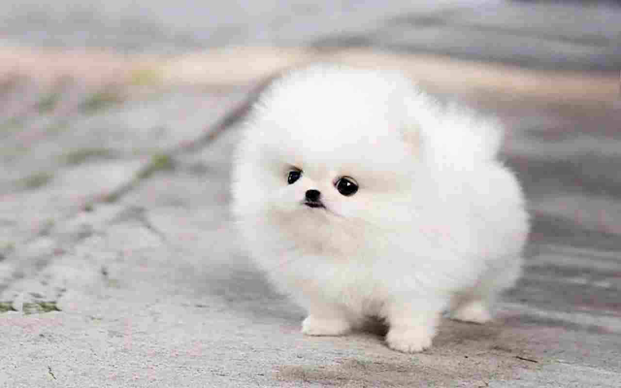 Toy Pomeranian-Dog-Breeds Price In bangalore