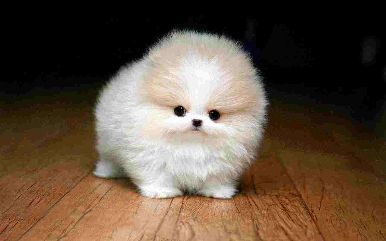 Toy Pomeranian Dog breeder In bangalore