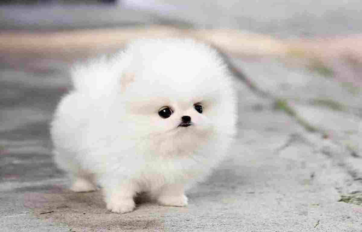 Toy Pomeranian Dog for sale In bangalore