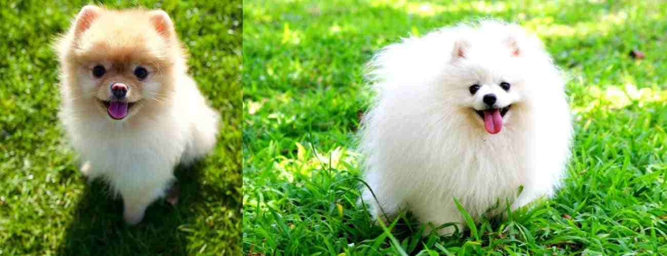 Toy Pomeranian Puppy male In Bangalore