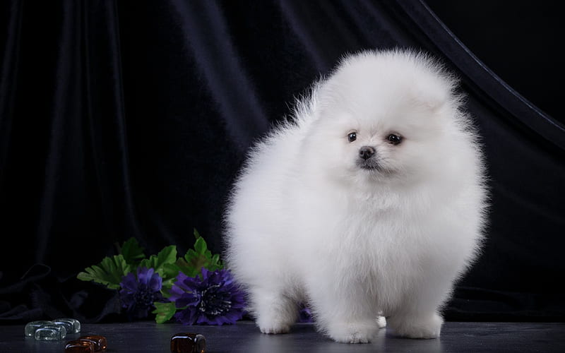 Toy Pomeranian Price In India