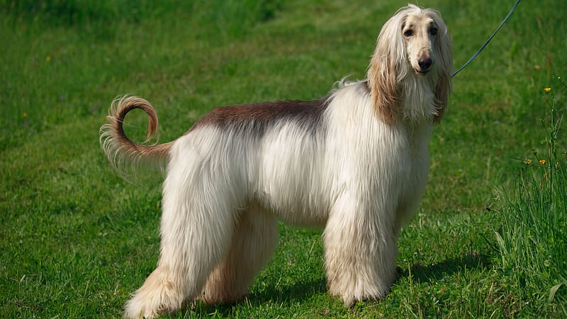 Afghan Hound for sale In India