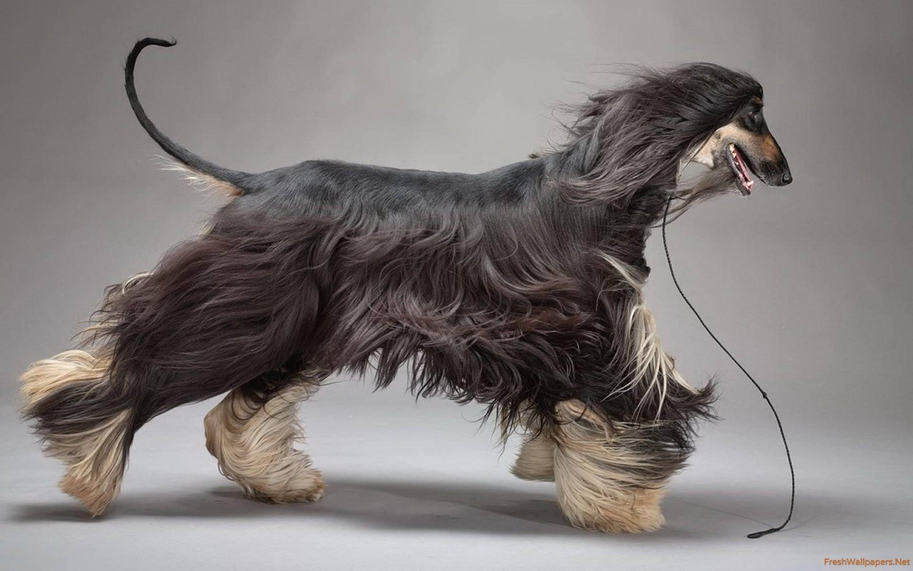 Afghan Hound dog breeder In India