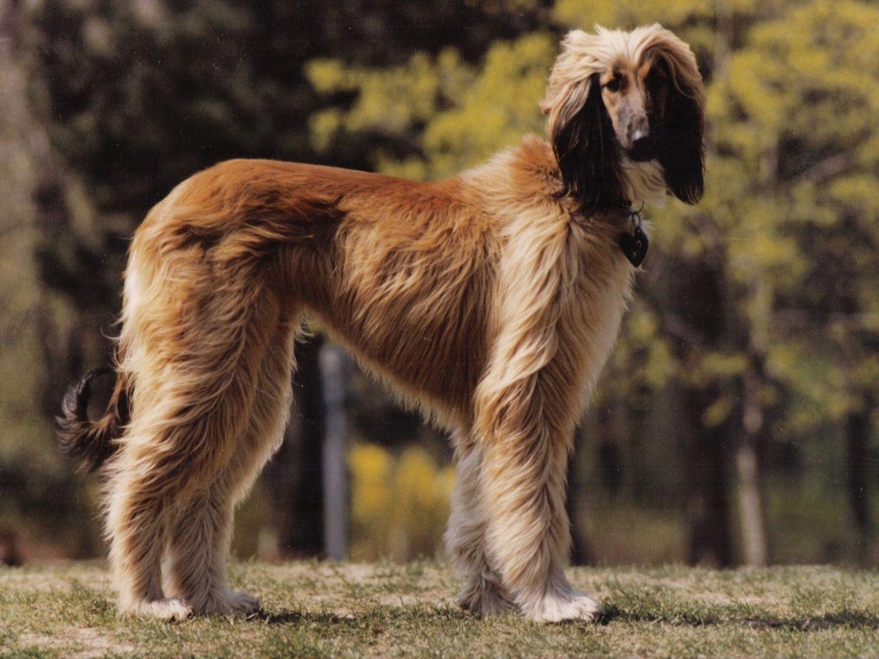 Afghan Hound male price In India