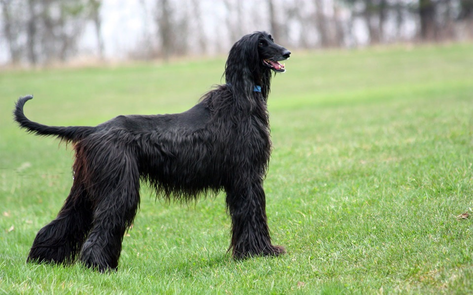 Afghan Hound Dog Puppy Price In india