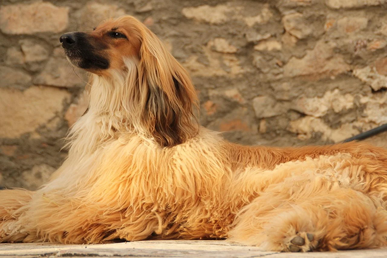 Afghan Hound dog price In India