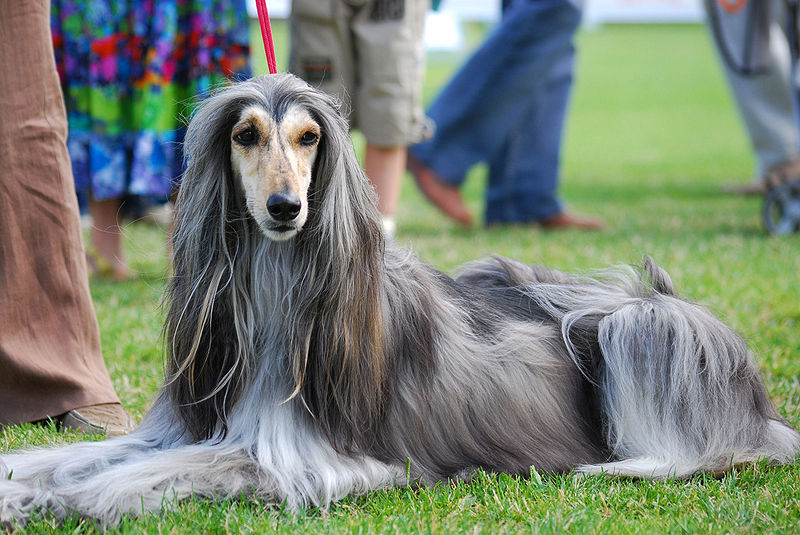 Powerful Afghan Hound Puppy Price In India