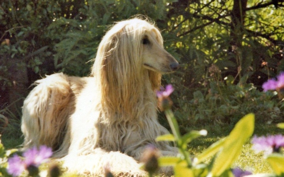 Afghan Hound dog price in India