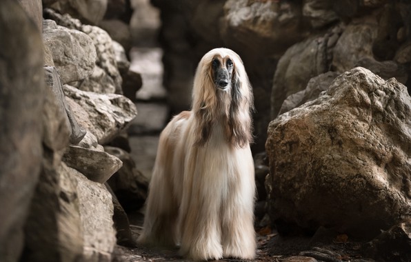Afghan Hound Dog breeders In india