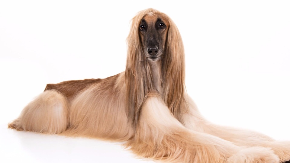 Afghan Hound puppy price In India