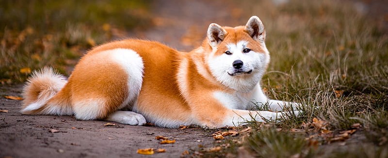 Show Quality Akita Puppy Price In India