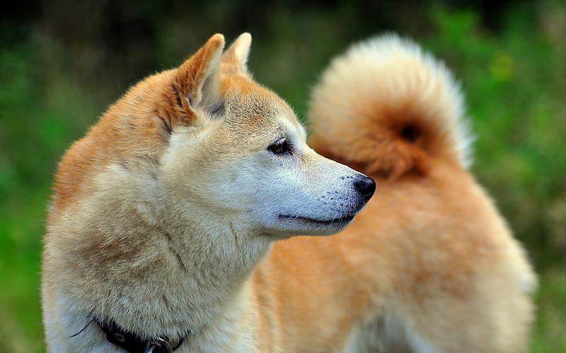 Akita puppy price In India