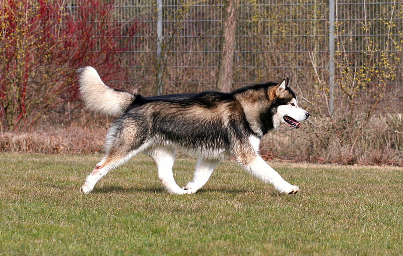 Alaskan Malamute dog breeder In India