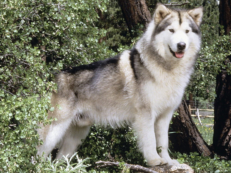 Alaskan Malamute puppy price In India