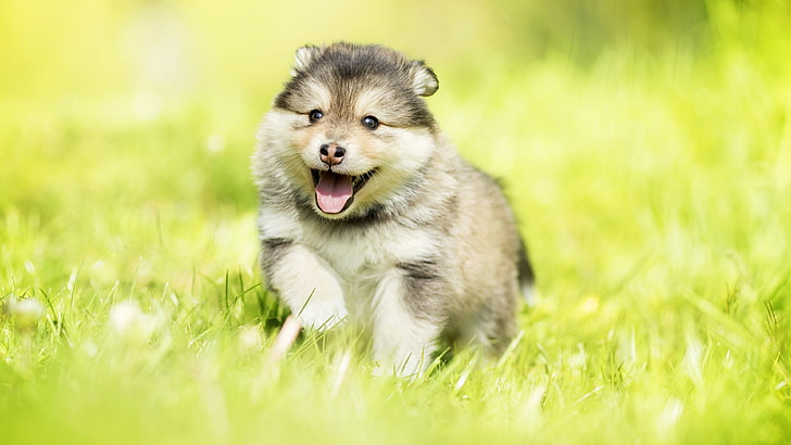 Alaskan Malamute male price In India