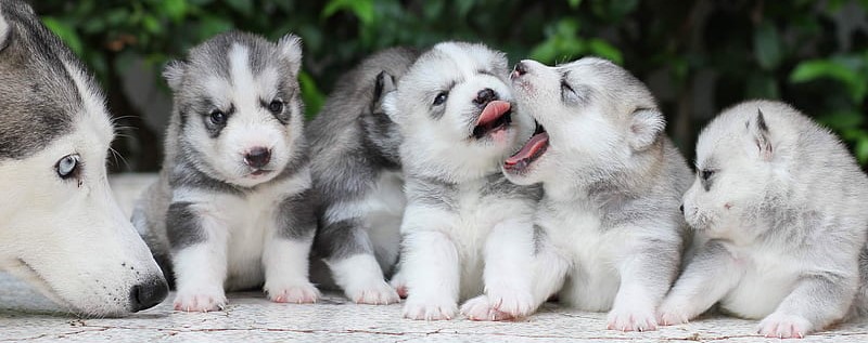 Show Quality Alaskan Malamute Puppy Price In India