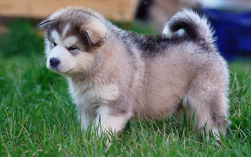 Alaskan Malamute dog price in India