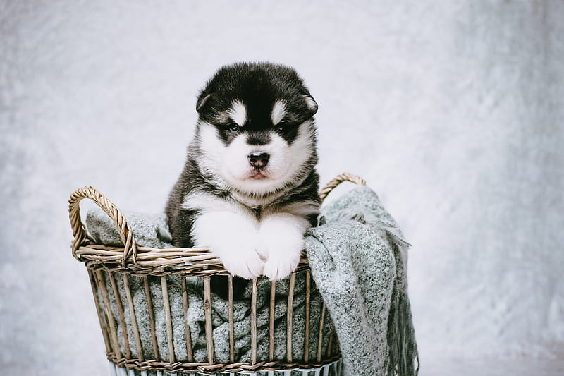 Alaskan Malamute Dog Puppy Price In india