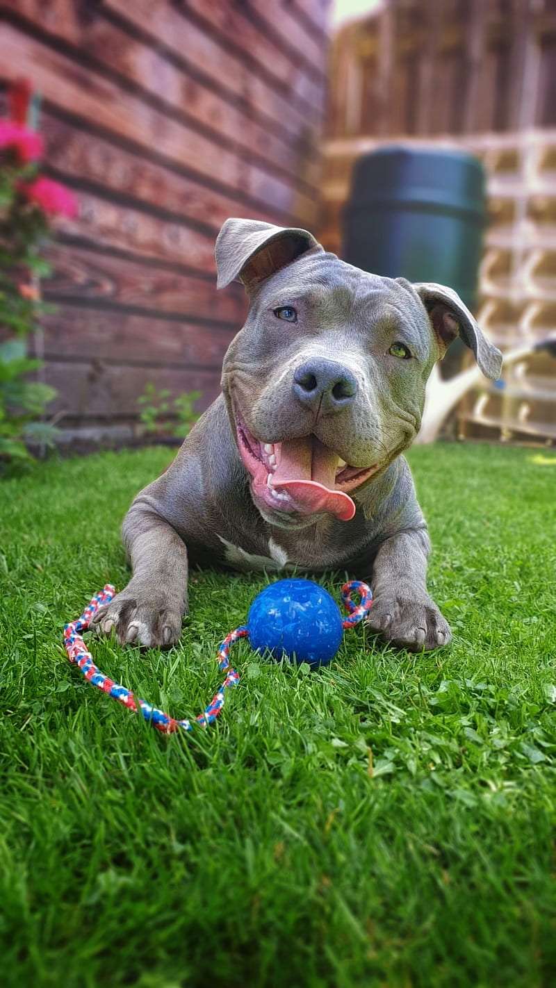 American Bully smart puppies in India