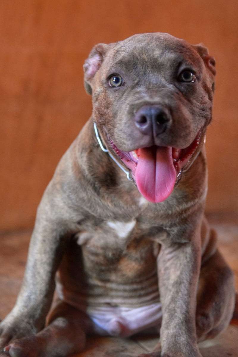 American Bully breed price