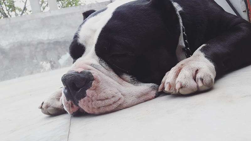 American Bully Breeders in India