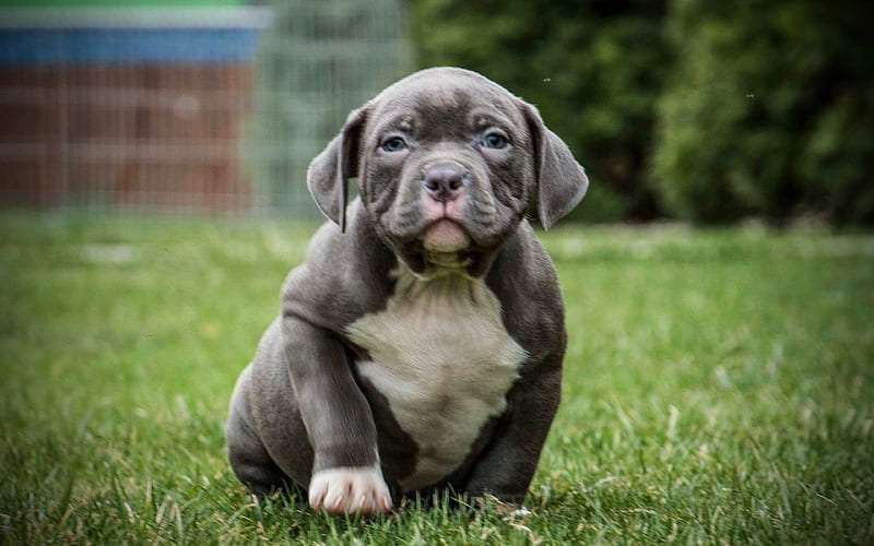 Show Quality American Bully Puppy Price In India