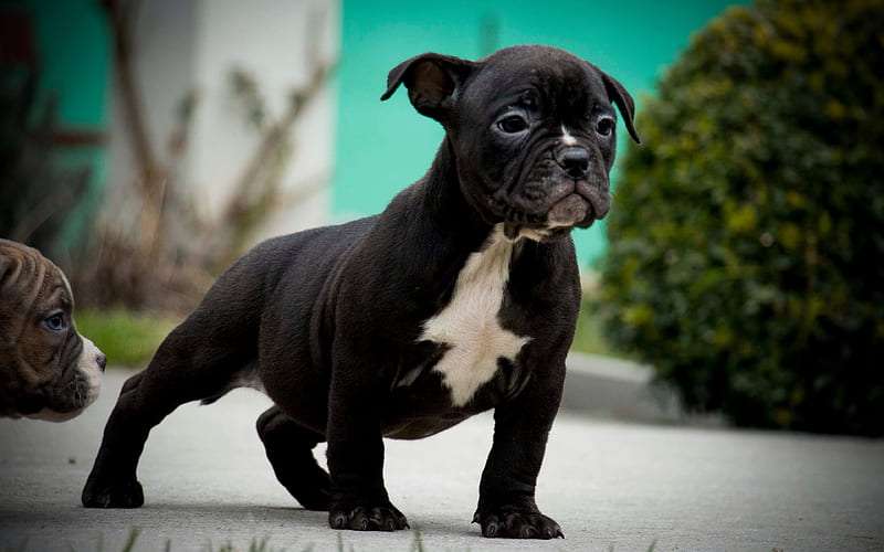 Energetic American Bully Dog Price In India
