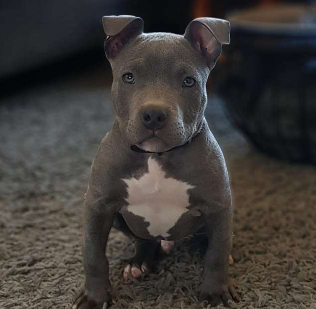 American Bully lifespan in India