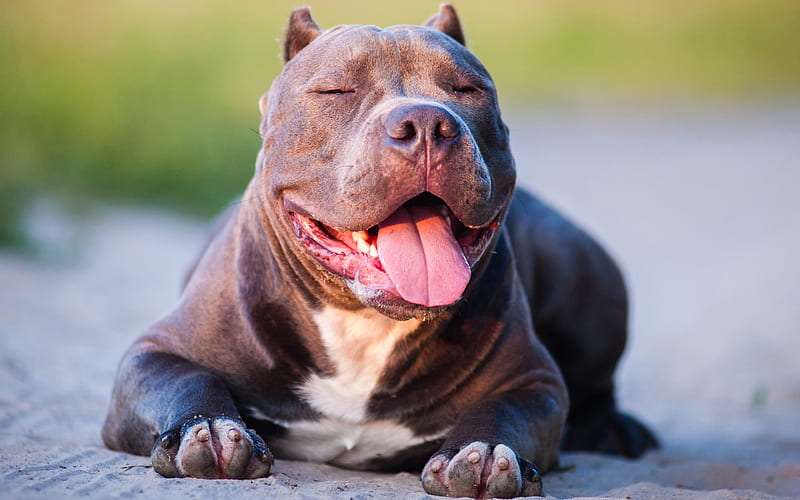 American Bully Dog Breeds in India