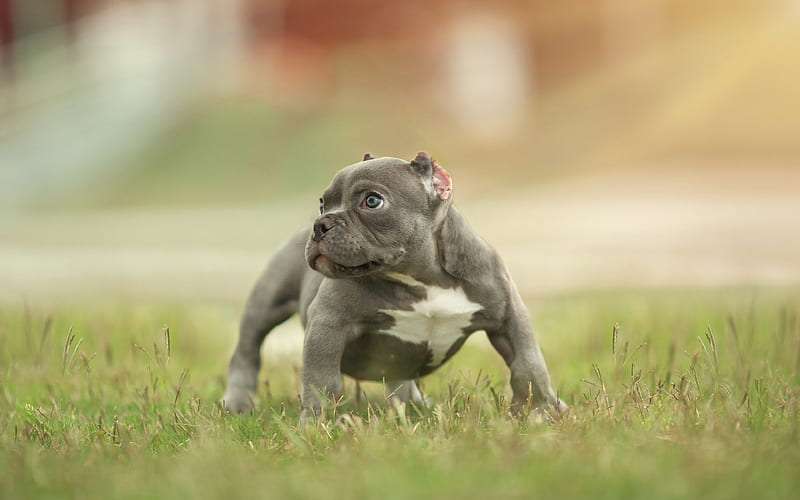 American Bully Dog Price in India