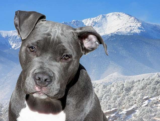 American Bully temperament