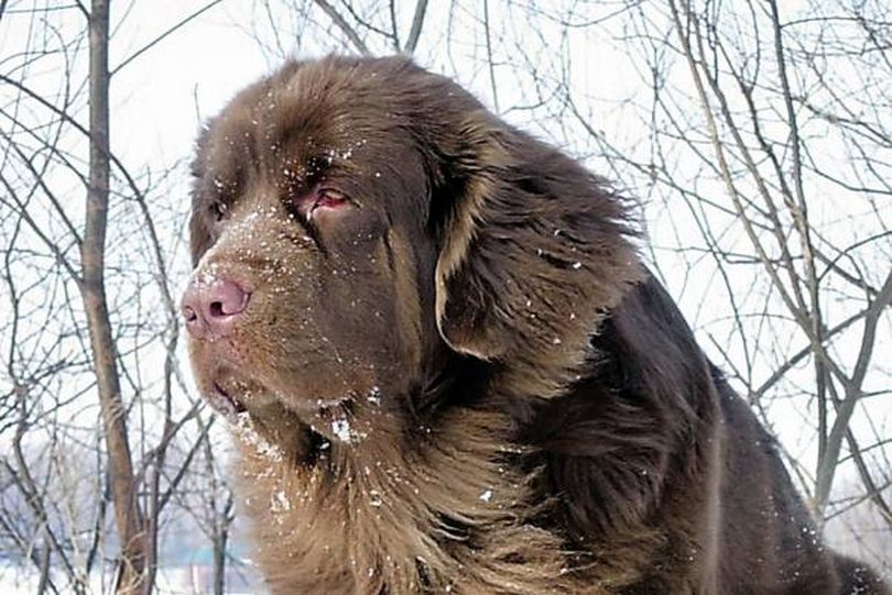 Bakharwal Puppy Price In India