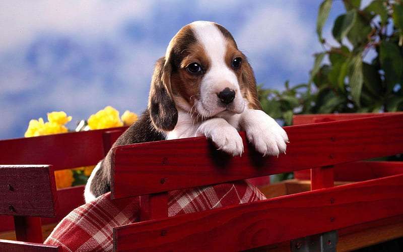 Beagle puppy for sale in India
