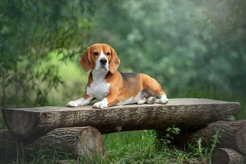 beagle online sale in bangalore