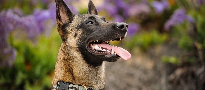 Belgian Shepherd puppy price In India