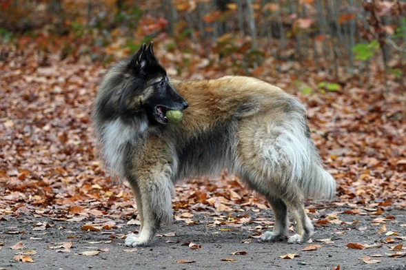 Belgian Shepherd Puppy Price In india