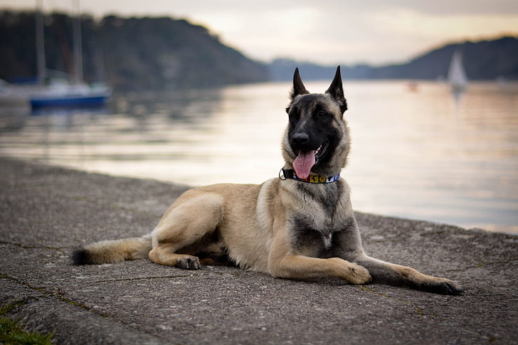 Belgian Shepherd dog kennel In india