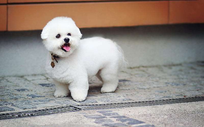 Bichon Frise Price in India