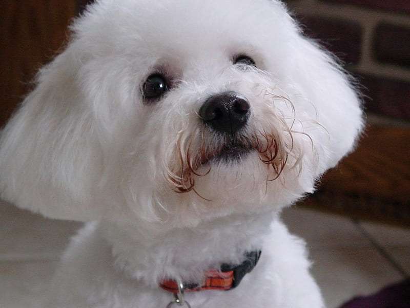 Bichon Frise breed price