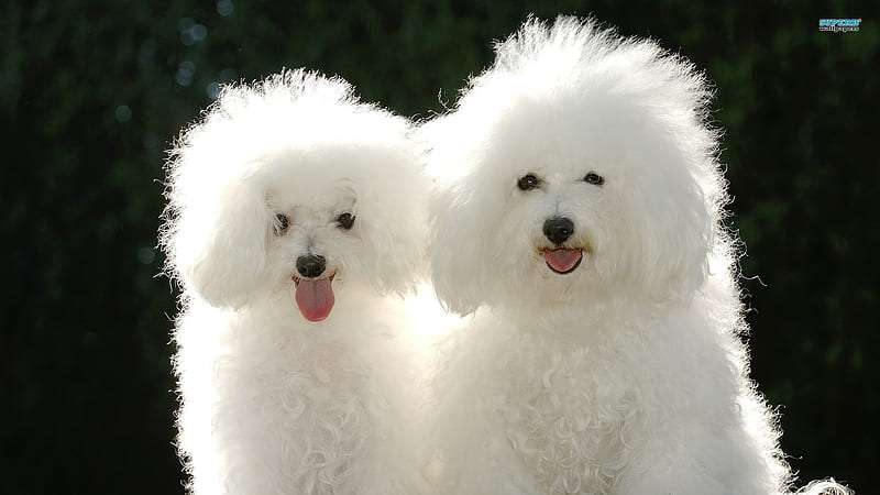 Bichon Frise Breeders in India
