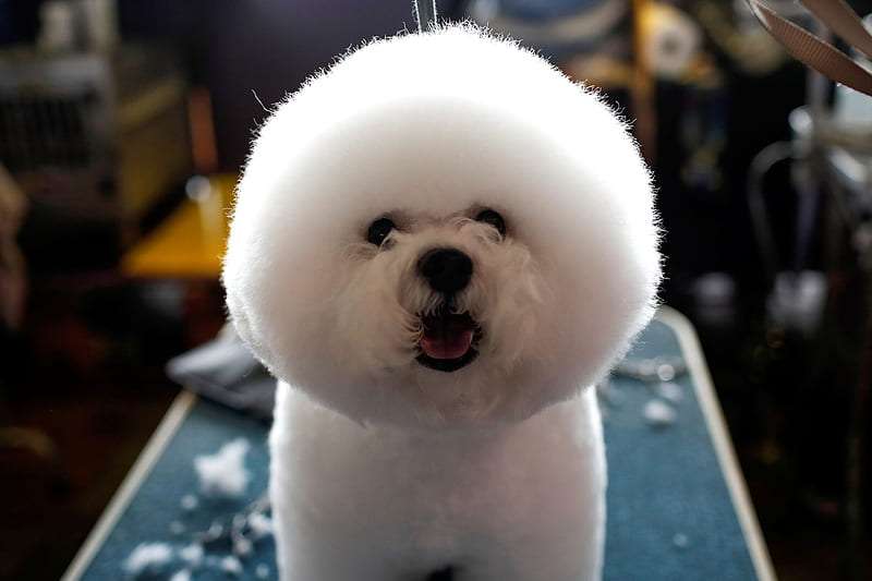 Bichon Frise-puppy-loyal