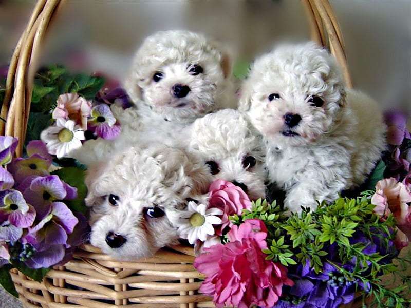 Bichon Frise lifespan in India