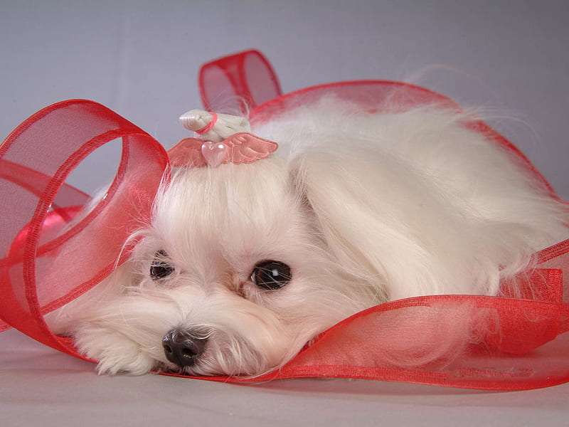Bichon Frise Dog Breeds in India