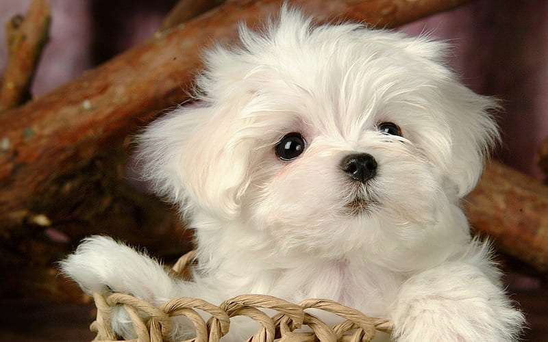 Bichon Frise Dog Price in India