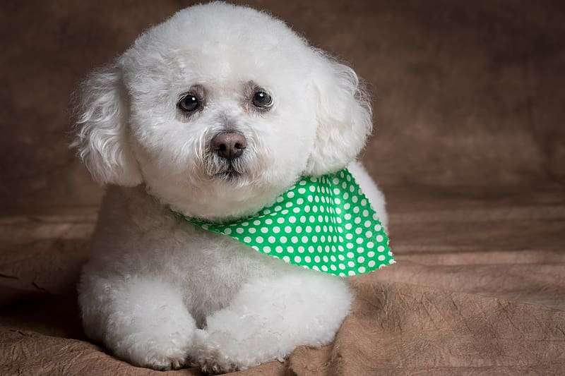 Bichon Frise Price In major cities of India