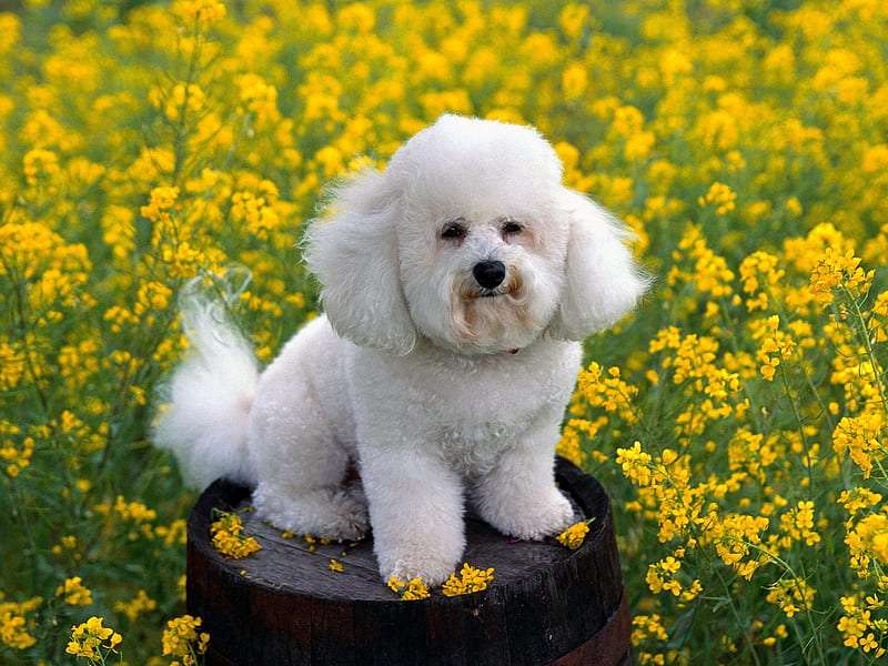 Bichon Frise temperament