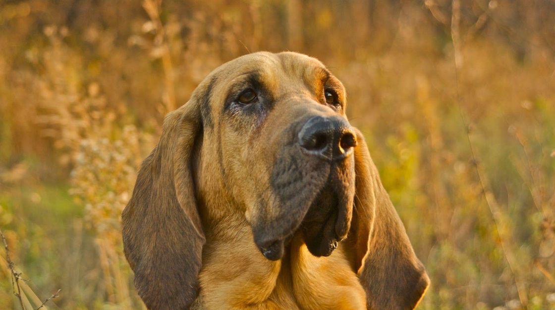 Bloodhound puppy price In India