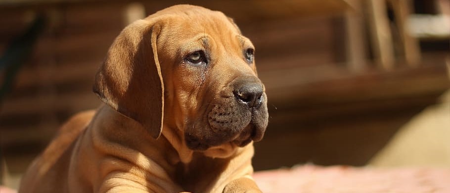 Boerboel puppy price In India
