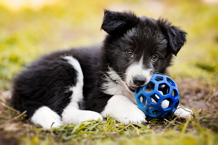 Border Collie dog breeder In India