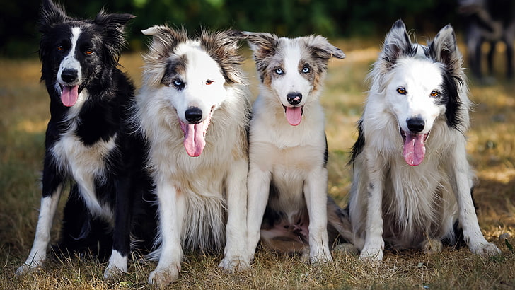 Border Collie puppy price In India